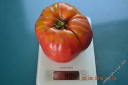 Сорта томатов2014 год.