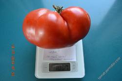 самый крупный томат 2014 года