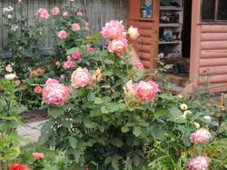 Штамбовая роза Rose Des Citercienes первогодка