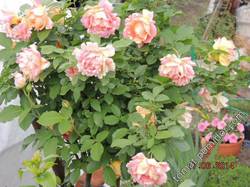 Штамбовая роза Rose des Cisterciens второй год