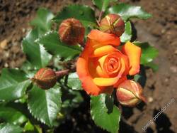 Роза оранжевый беби