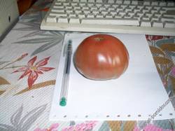 томаты 2013г