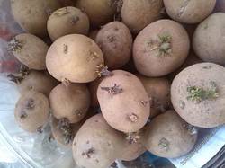 ростки картошки