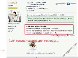 Сроки посева томатов для теплицы