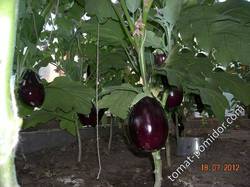 чёрный красавуц