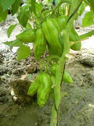 Перцевидный полосатый