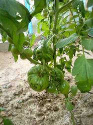 Космонавт Волков - совсем не космонавт