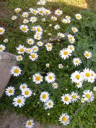 любимые ромашки