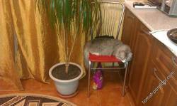 В Сибири и кошки Сибирские, мой Кеша.