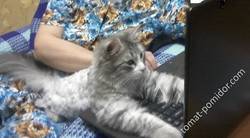 засосала всемирная паутина