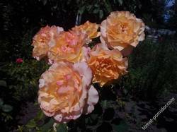 Розы (3)