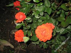 Неизвестная мини-роза из ОБИ в горшочке