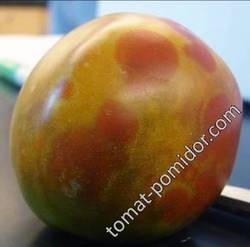 бронзовость на зрелом плоде томата ( ВБТ )