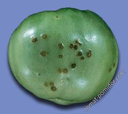 бактериальная черная пятнистость на зеленом плоде