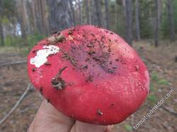 Красавец-гриб- красная сыроежка
