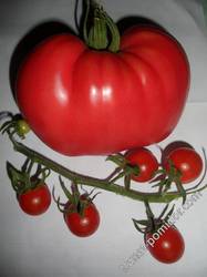 самый большой и самый маленький томат