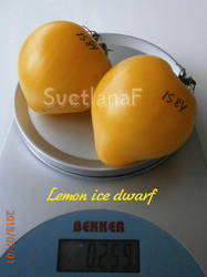 Lemon ice dwarf (Лимонный лед)