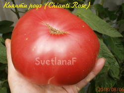 Chianti Rose (Кьянти роуз)