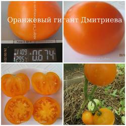 Оранжевый гигант Дмитриева.jpg