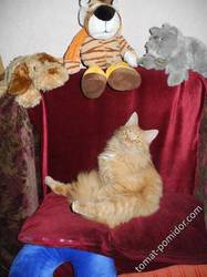 Кот сделал себе мини-диван на моем любимом кресле