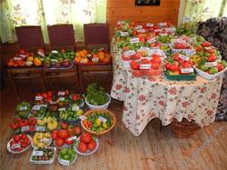К 1 августа сняла все томаты.