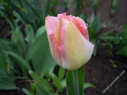 Инночкин тюльпан