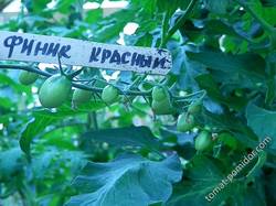 Финик красный