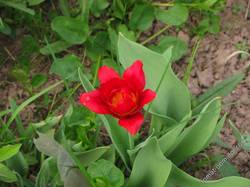 тюльпан видовой,ароматный