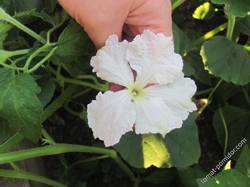 цветок лагенарии змеевидной