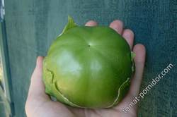 Tomatilla Plaza Latina Giant Green