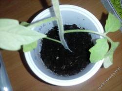 корень у жёскопикированного томата
