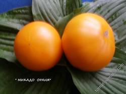 Микадо оранж.