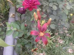 Мои цветы