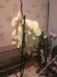 Мои орхидеи