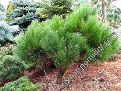 Pinus nigra Black Prince