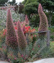 Echium Pink Fountain