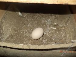 яйцо в гнезде