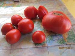 томаты на семена