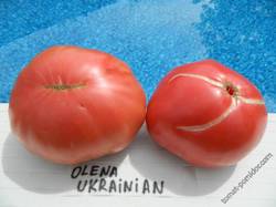 Olena Ukrainian