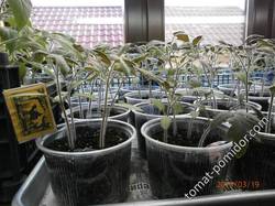 томаты посева 19 февраля (под Скорпионом)