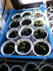 масенькие томаты посева 19 февраля (под Скорпионом)