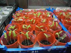 томаты посева 9 марта (под Раком)