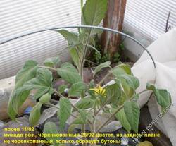 томаты посева 11 февраля (под Раком)
