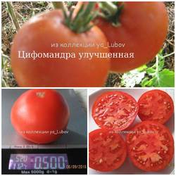 Цифомандра улучшенная.jpg