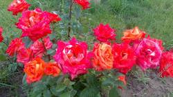 розы оранжевые
