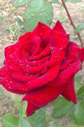 роза после дождя