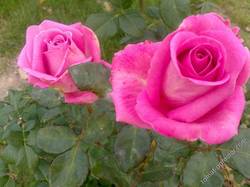 Роза розовая