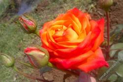 роза желто-оранжевая
