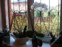 На моем окне - орхидеи .