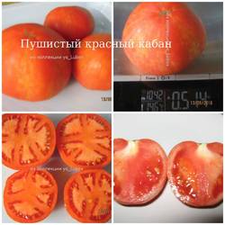 Пушистый красный кабан.jpg